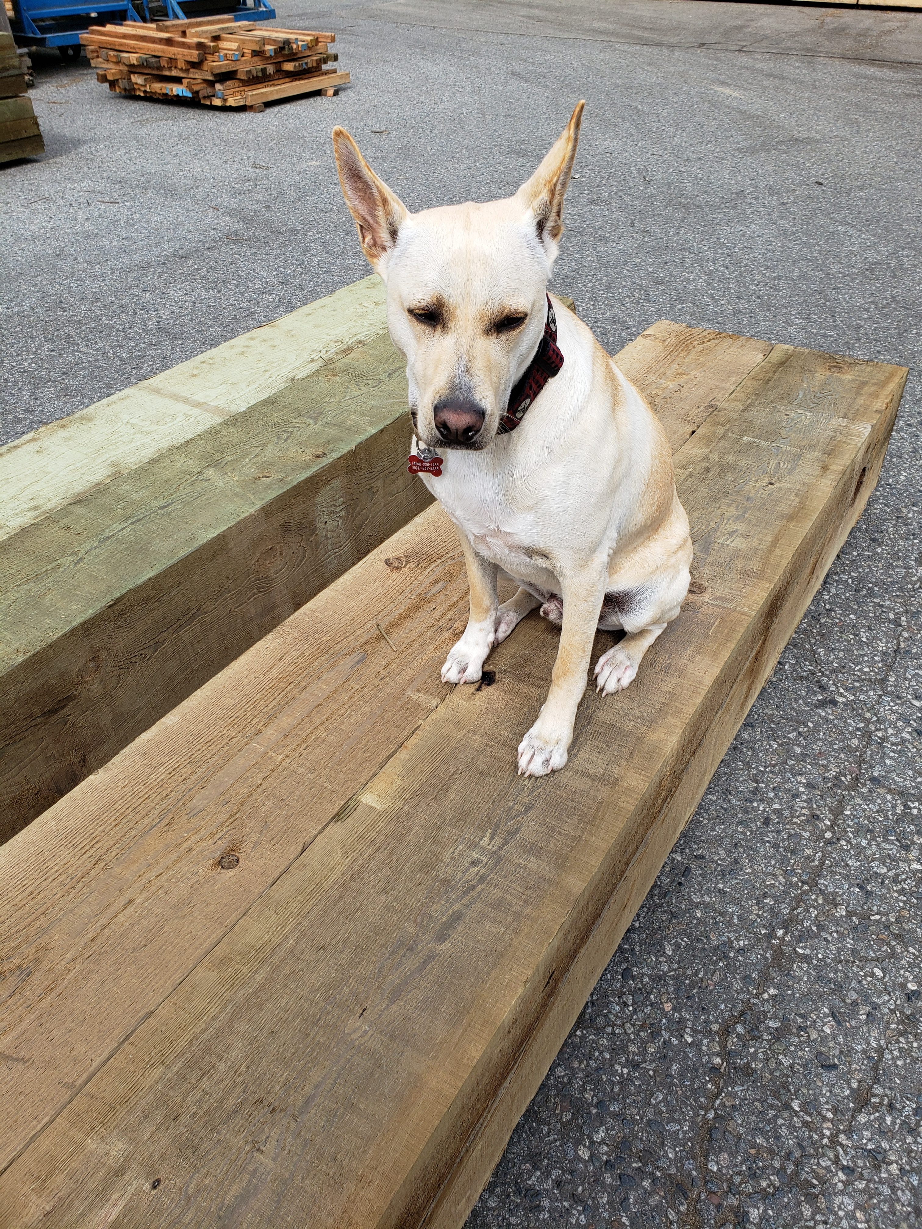 Treated Sill Plates 12″ x 24″ x 20′ Industrial Timber Products by